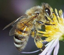 Bienenschutzgarten